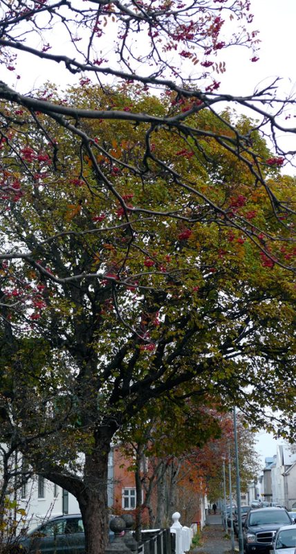 Prjonakerling – Hélène Magnússon