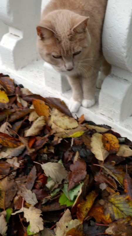 Prjonakerling – Hélène Magnússon