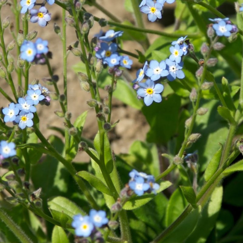 Prjonakerling – Hélène Magnússon