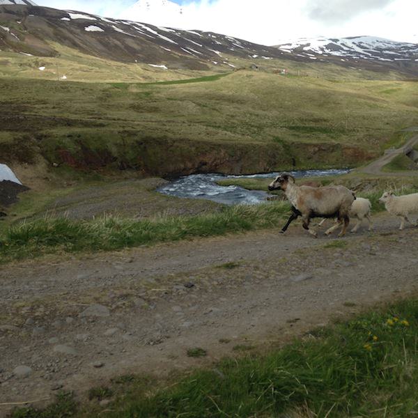 Prjonakerling – Hélène Magnússon