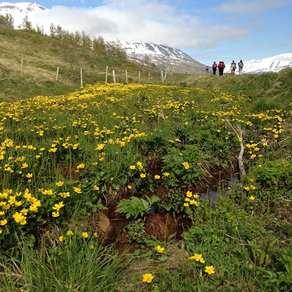 Prjonakerling – Hélène Magnússon