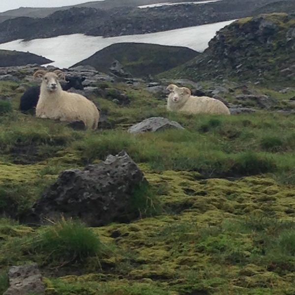Prjonakerling – Hélène Magnússon