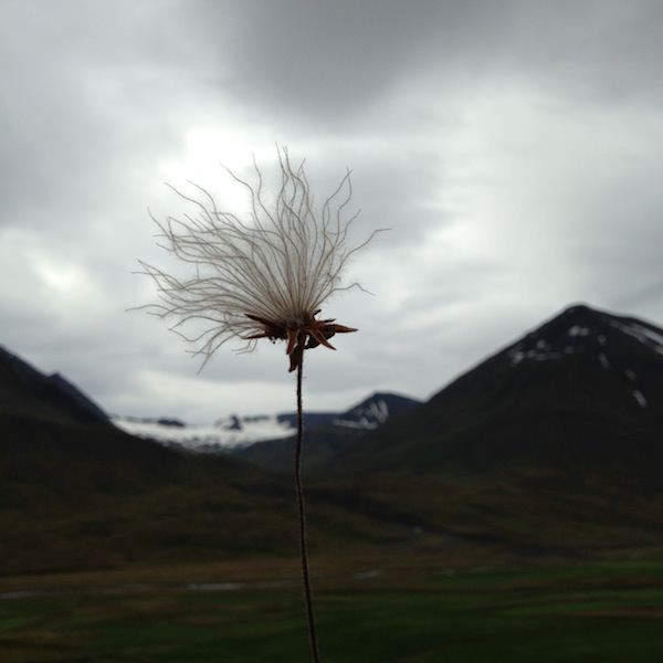 Prjonakerling – Hélène Magnússon