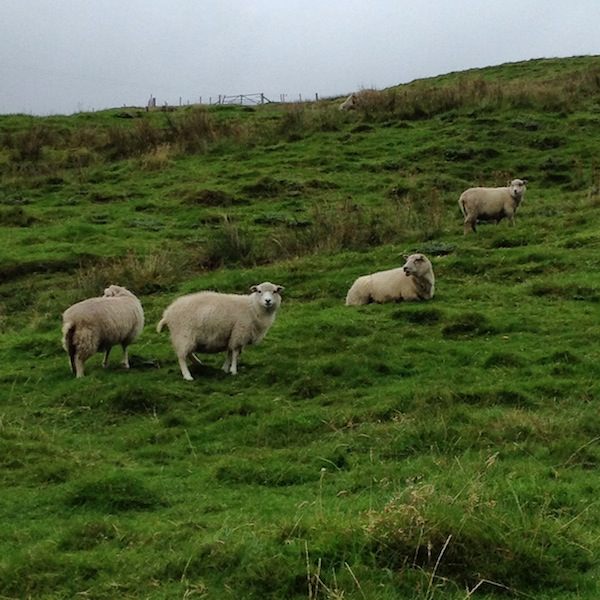 Prjonakerling – Hélène Magnússon