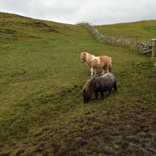 Prjonakerling – Hélène Magnússon