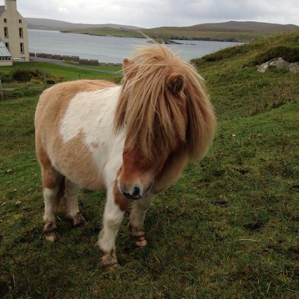 Prjonakerling – Hélène Magnússon