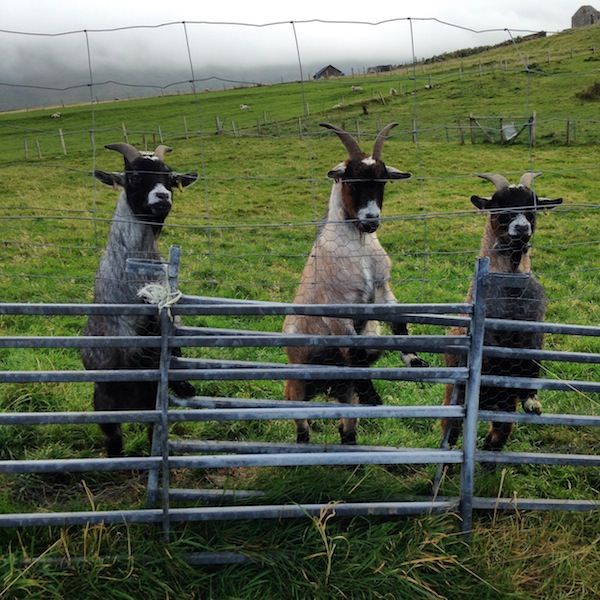 Prjonakerling – Hélène Magnússon