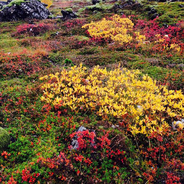 Prjonakerling – Hélène Magnússon