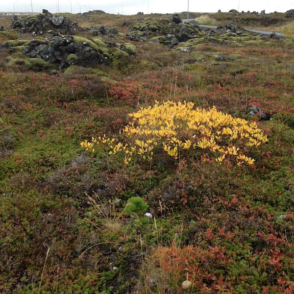 Prjonakerling – Hélène Magnússon