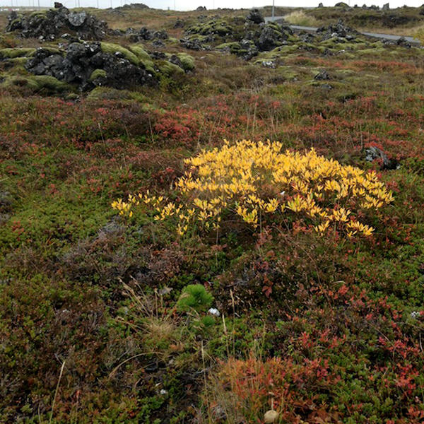 Prjonakerling – Hélène Magnússon