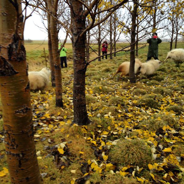 Prjonakerling – Hélène Magnússon