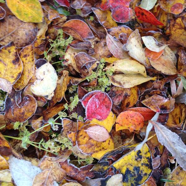 Prjonakerling – Hélène Magnússon