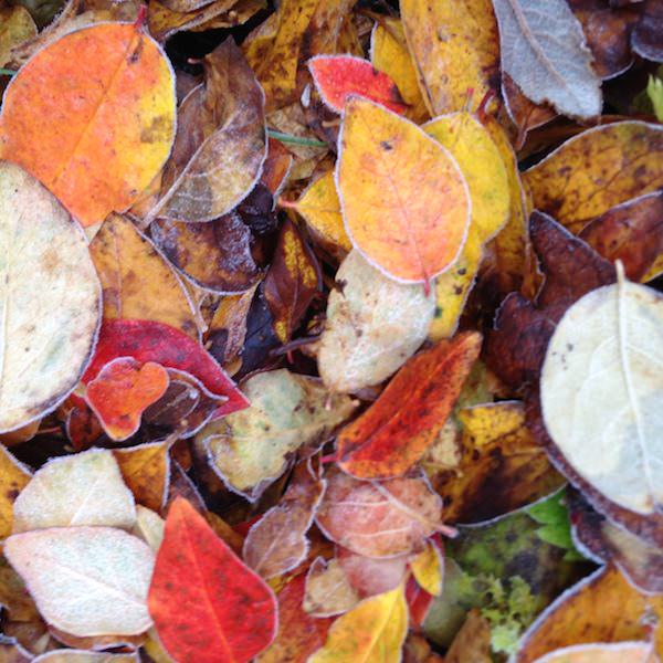 Prjonakerling – Hélène Magnússon