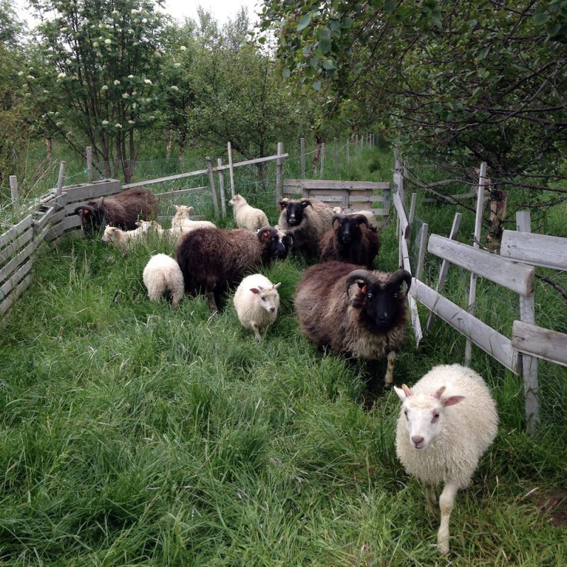 Prjonakerling – Hélène Magnússon