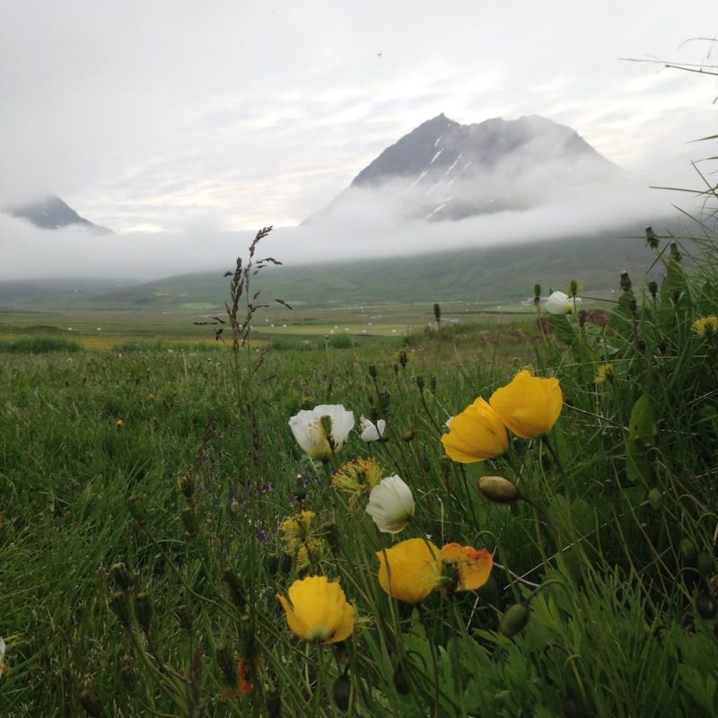 Prjonakerling – Hélène Magnússon