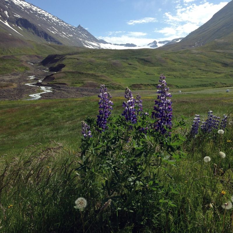 Prjonakerling – Hélène Magnússon