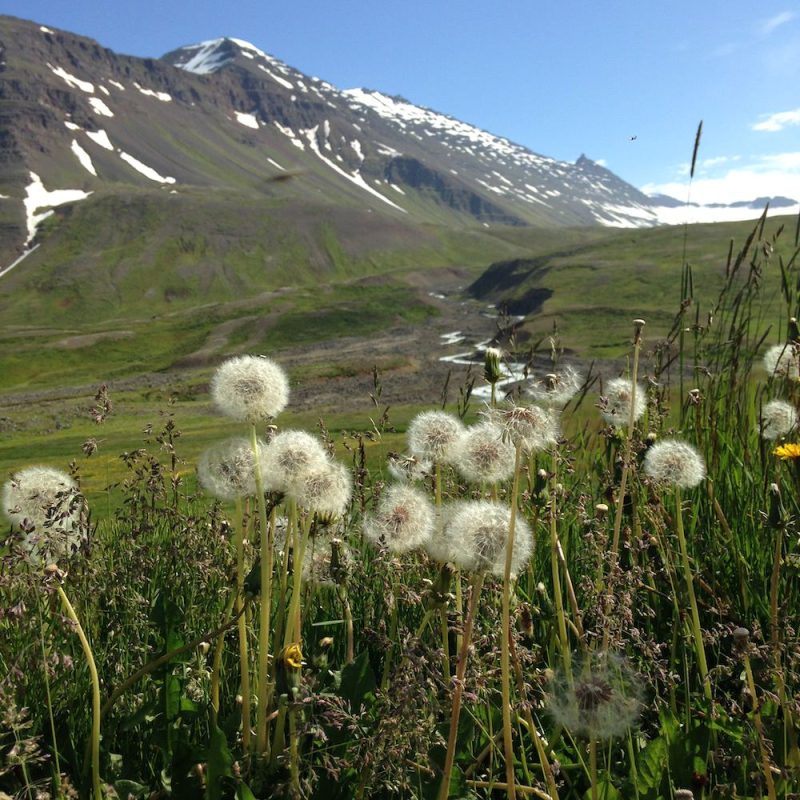 Prjonakerling – Hélène Magnússon