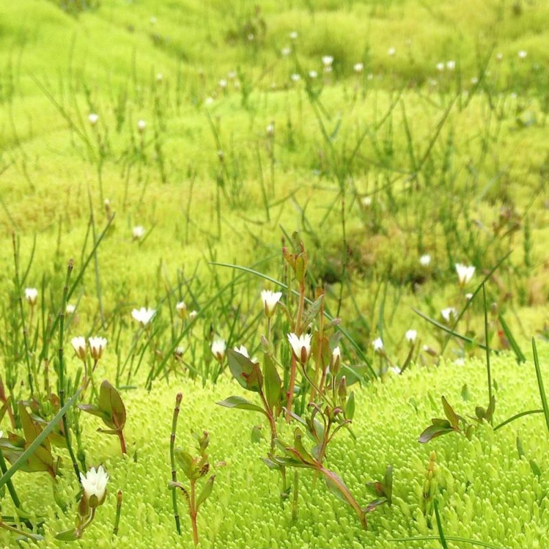 Prjonakerling – Hélène Magnússon