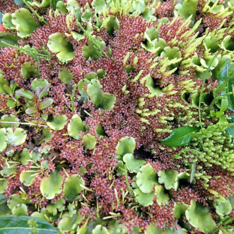 Prjonakerling – Hélène Magnússon