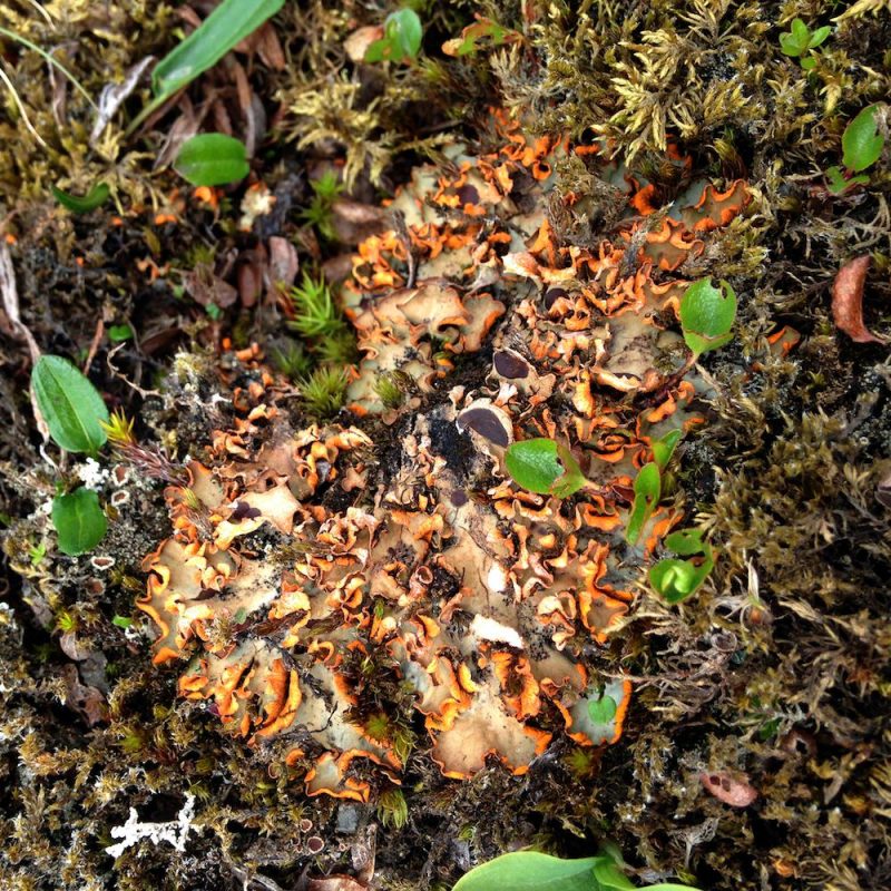 Prjonakerling – Hélène Magnússon