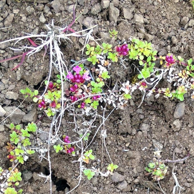 Prjonakerling – Hélène Magnússon