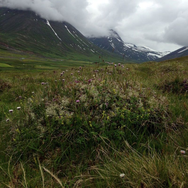 Prjonakerling – Hélène Magnússon