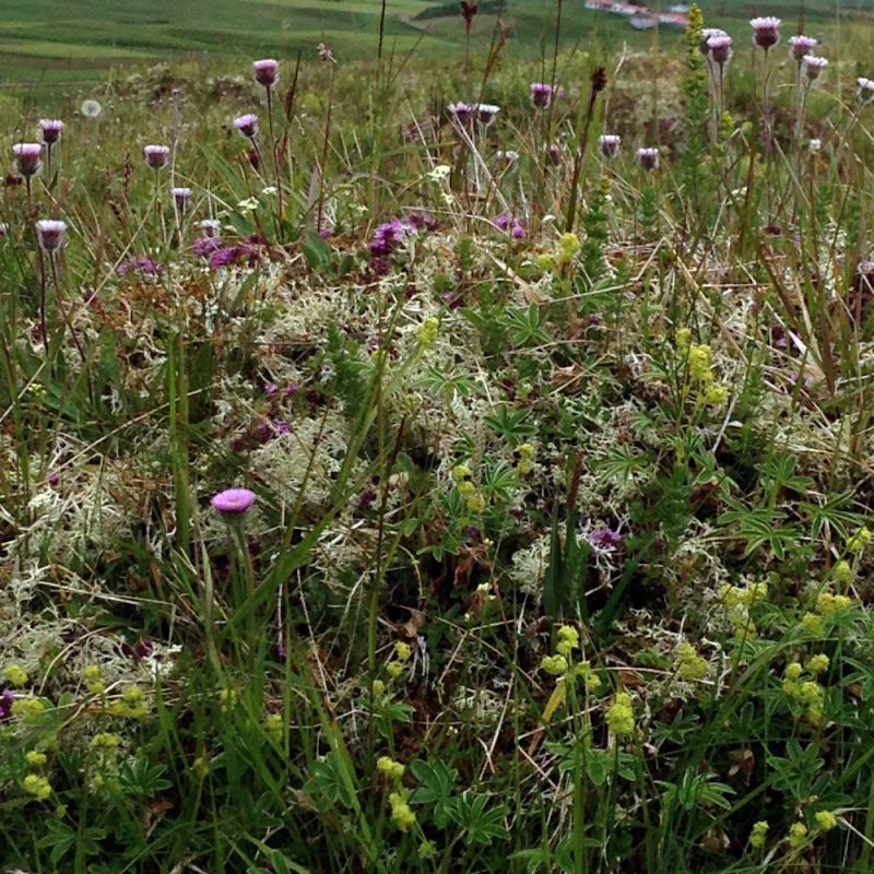 Prjonakerling – Hélène Magnússon
