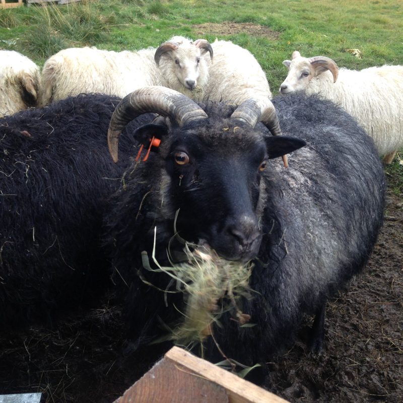 Prjonakerling – Hélène Magnússon