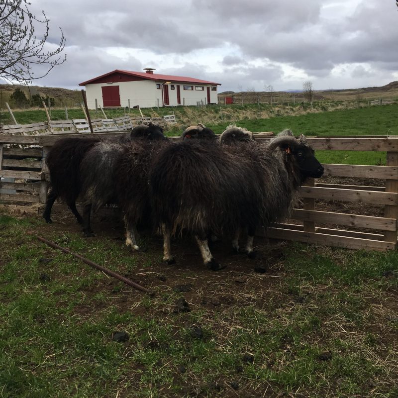 Prjonakerling – Hélène Magnússon