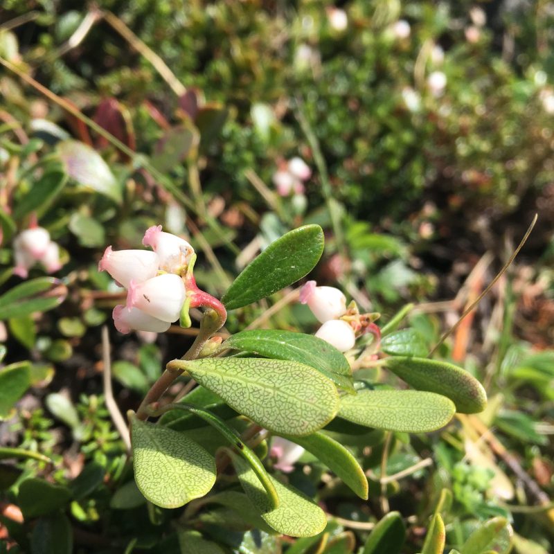 Prjonakerling – Hélène Magnússon