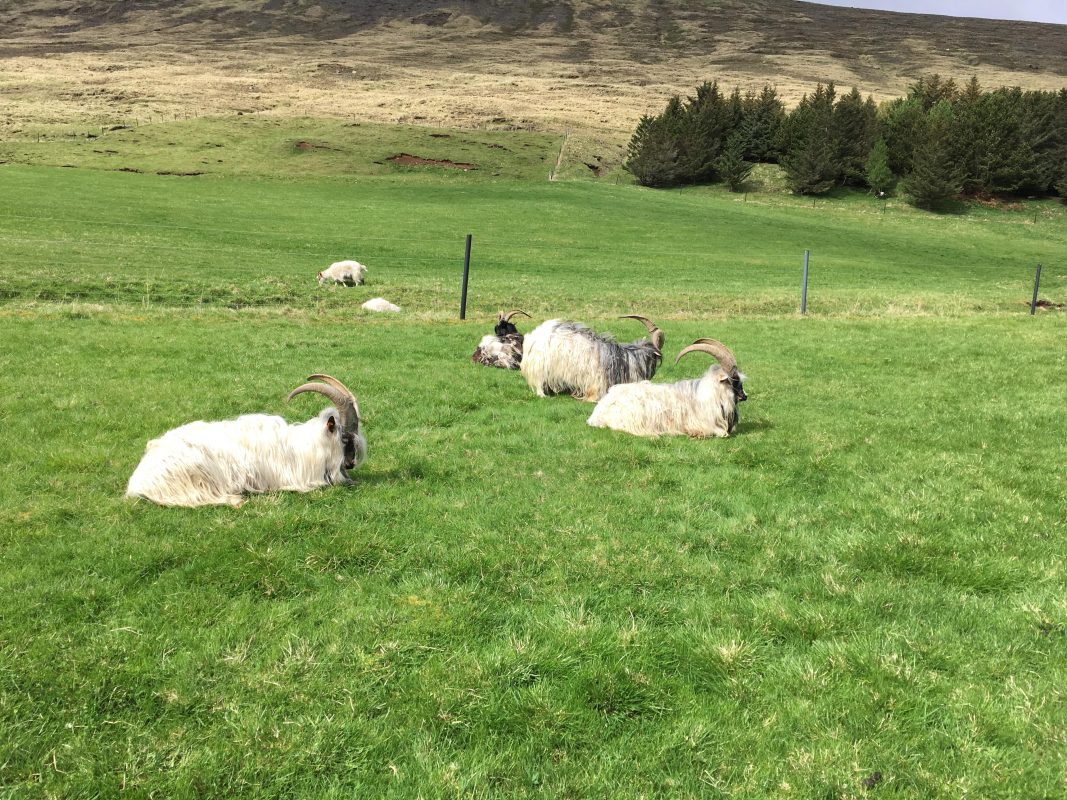 Prjonakerling – Hélène Magnússon