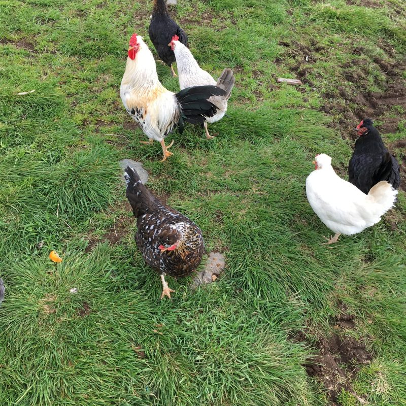 Prjonakerling – Hélène Magnússon