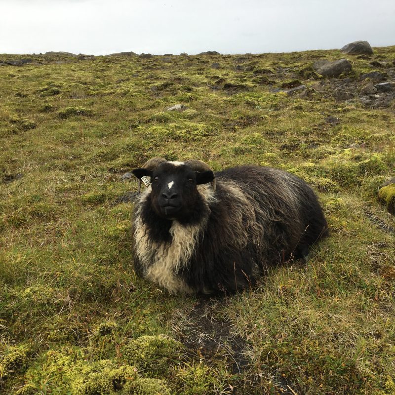 Prjonakerling – Hélène Magnússon