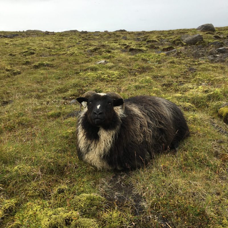 Prjonakerling – Hélène Magnússon