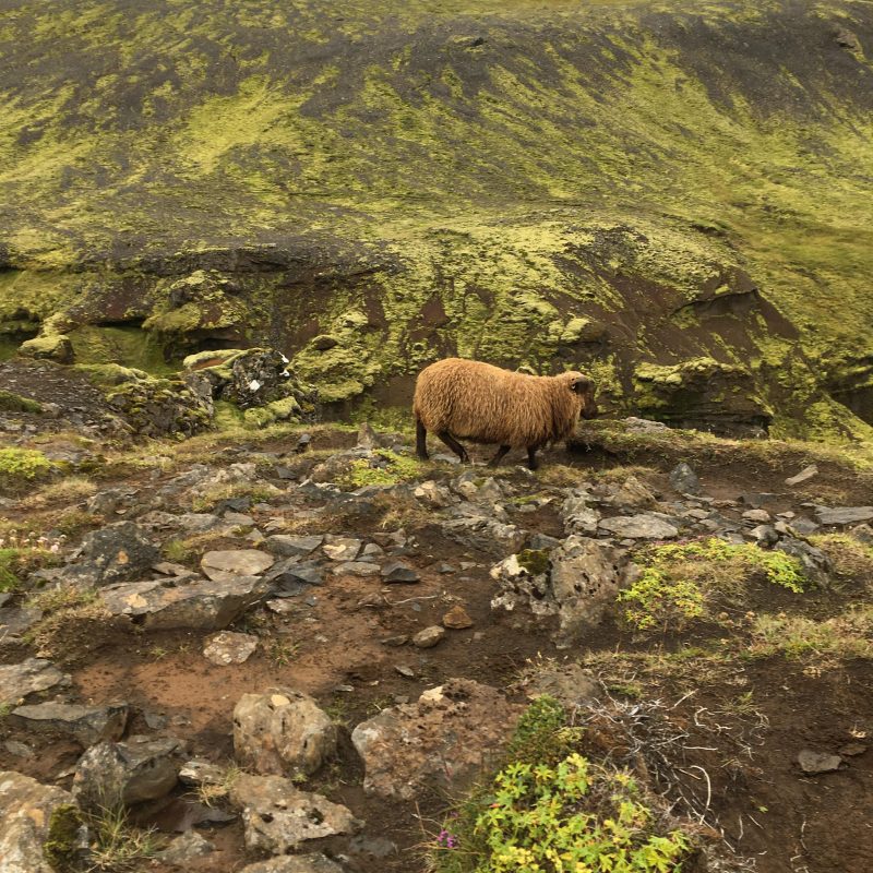 Prjonakerling – Hélène Magnússon