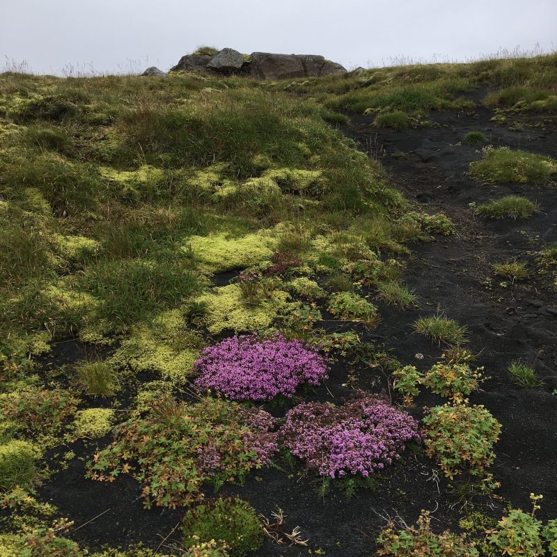 Prjonakerling – Hélène Magnússon