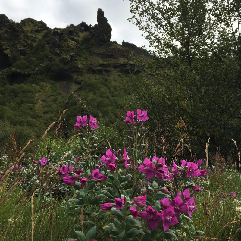 Prjonakerling – Hélène Magnússon