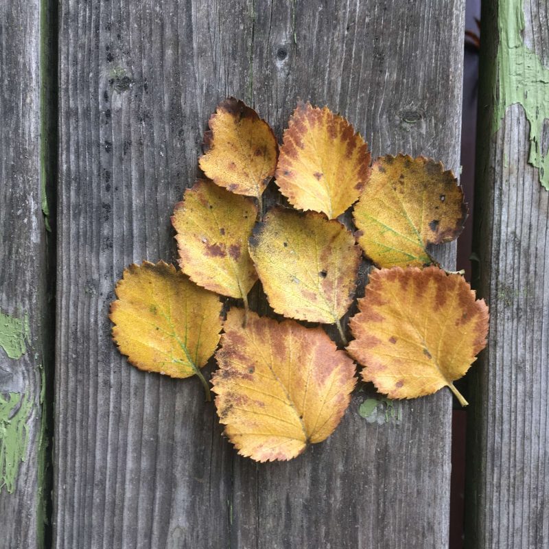 Prjonakerling – Hélène Magnússon