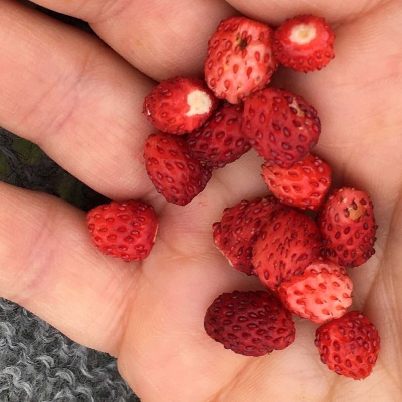 Prjonakerling – Hélène Magnússon