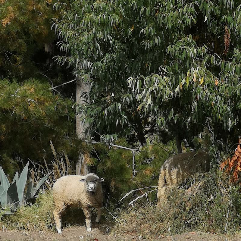 Prjonakerling – Hélène Magnússon