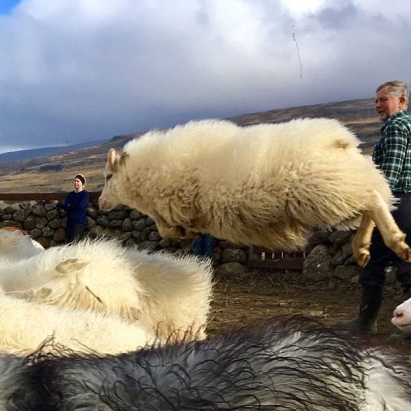 Hiking and knitting with the Flying sheep, September 10-16, 2026